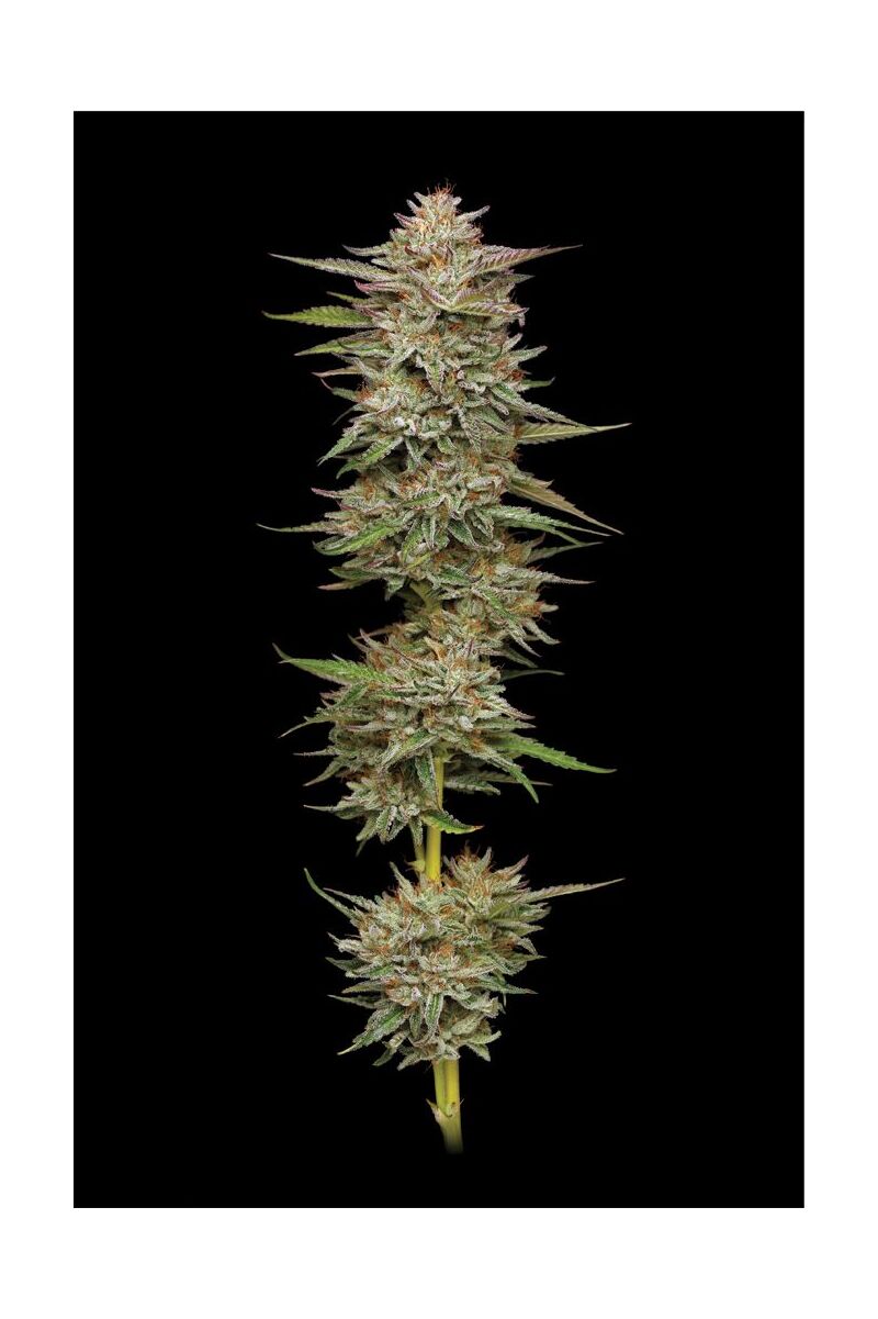 Banana OG, Фасовка: 3